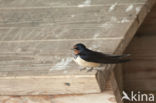 Barn Swallow (Hirundo rustica)