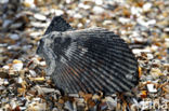 Variegated Scallop (Mimachlamys varia