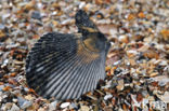 Variegated Scallop (Mimachlamys varia