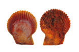 Variegated Scallop (Mimachlamys varia