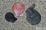 Variegated Scallop (Mimachlamys varia