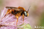 Bonte viltbij (Epeoloides coecutiens)