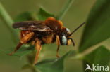 Cleptoparasitic Bee (Epeoloides coecutiens)