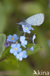 Boomblauwtje (Celastrina argiolus)