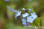 Boomblauwtje (Celastrina argiolus)