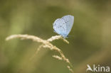 Boomblauwtje (Celastrina argiolus)