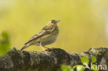 Tree Pipit (Anthus trivialis)