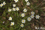 Bosanemoon (Anemone nemorosa)