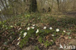 Wood Anemone (Anemone nemorosa)