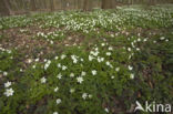 Bosanemoon (Anemone nemorosa)