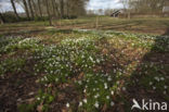 Wood Anemone (Anemone nemorosa)