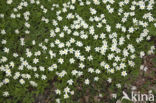 Wood Anemone (Anemone nemorosa)