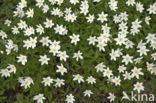 Wood Anemone (Anemone nemorosa)