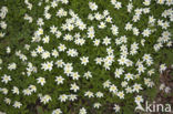 Wood Anemone (Anemone nemorosa)