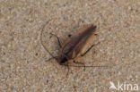 forest cockroach (Ectobius sylvestris)