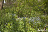 Wood Forget-me-not (Myosotis sylvatica)