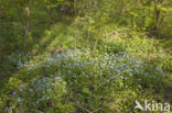 Bosvergeet-mij-nietje (Myosotis sylvatica)