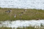 Brandgans (Branta leucopsis)