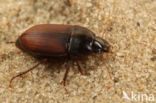 Harpalus servus