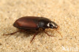 Brede Duinkruiper (Harpalus servus)