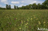 Brede orchis (Dactylorhiza majalis)