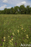 Brede orchis (Dactylorhiza majalis)