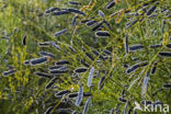 Broom (Cytisus scoparius)