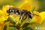 Andrena ovatula