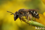 Andrena ovatula