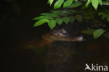 Brilkaaiman (Caiman crocodilus)