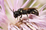 Brilmaskerbij (Hylaeus dilatatus)