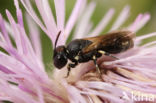 Brilmaskerbij (Hylaeus dilatatus)