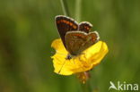 Brown Argus (Aricia agestis)