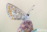 Brown Argus (Aricia agestis)