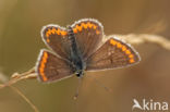 Brown Argus (Aricia agestis)