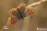 Brown Argus (Aricia agestis)