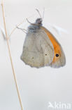 Meadow Brown (Maniola jurtina)