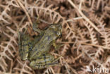 Bruine kikker (Rana temporaria)