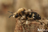 Bruine rouwbij (Melecta albifrons)