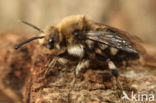 Bruine rouwbij (Melecta albifrons)