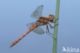 Bruinrode heidelibel (Sympetrum striolatum)