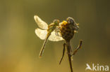 Bruinrode heidelibel (Sympetrum striolatum)