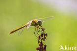 Common Darter (Sympetrum striolatum)