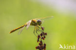 Bruinrode heidelibel (Sympetrum striolatum)