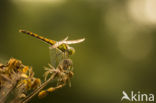 Bruinrode heidelibel (Sympetrum striolatum)