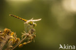 Common Darter (Sympetrum striolatum)