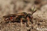 Bruinsprietwespbij (Nomada fuscicornis)