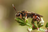 Bruinsprietwespbij (Nomada fuscicornis)