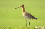 Black-tailed Godwit (Limosa limosa)