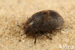 Byrrhus fasciatus